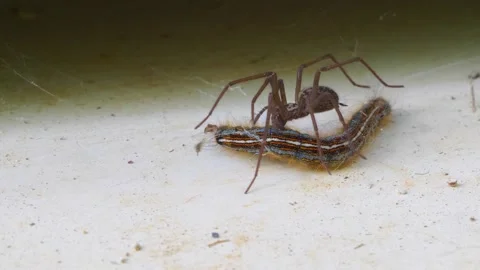 Close-up of spider biting processionary caterpillar Stock Footage 266922380