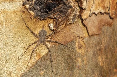 Close-up of a Spider blending into tree bark with perfect camouflage. Stock Photos