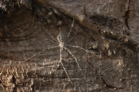 Close-up of a Spider blending into tree bark with perfect camouflage. Stock Photos