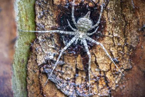 Close-up of a Spider blending into tree bark with perfect camouflage. Stock Photos