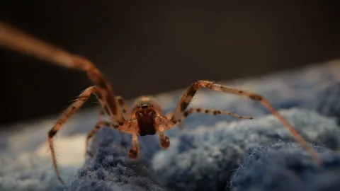 Close-up of Spider on Blue Fabric Surface Creepy Crawly Macro Stock Footage 280231966