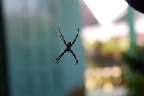 Close up spider with blur background Stock Photos