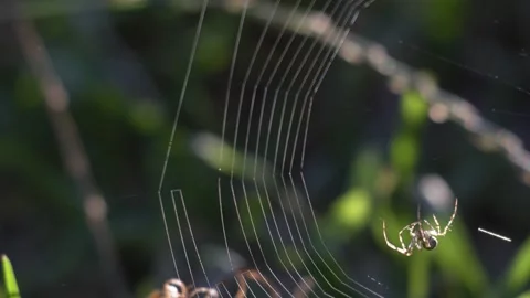 Close-Up Spider Building Backlit Web in Slow Motion in Linz 動画素材 343542535