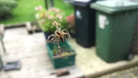 Close Up Of Spider Building A Web Filmed at 60fps Rendered at 30fps Stock Footage 143001736
