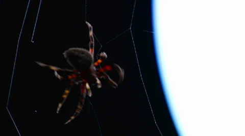 Close up of a spider building a web. Video stock 26881621
