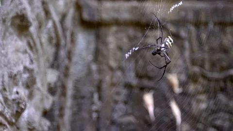 Close up spider at a Cambodian temple corner, holding a bug between its legs-Dan Stock Footage 119056234