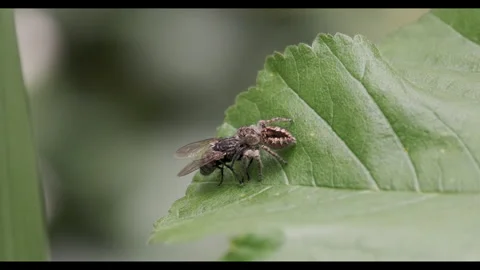 Close-up of Spider Catching a Fly on a Leaf in Spring Stockbeeldmateriaal 277496980