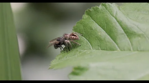 Close-up of Spider Catching a Fly on a Leaf in Spring Stock Footage 277498383