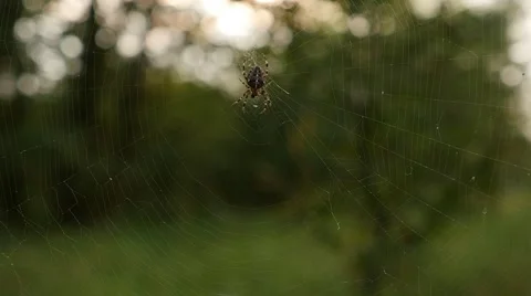 Close up Spider in Cobweb Slowmotion 2 스톡 동영상 41577796