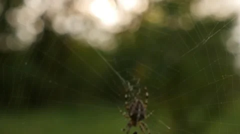 Close up Spider in Cobweb Slowmotion 스톡 동영상 41576740