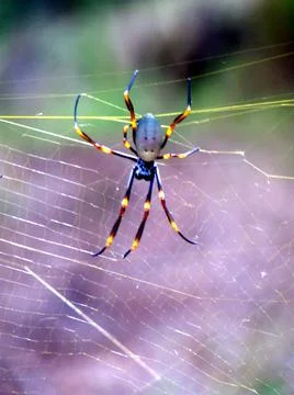 Close up spider colorful Stock Photos