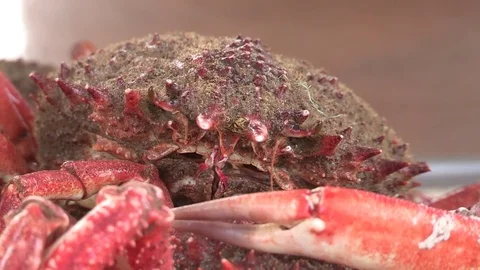 Close Up Spider Crab Stock Footage 72955644