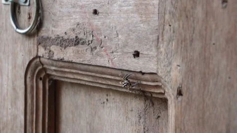 Close-Up of a Spider Crawling on door Stock Footage 312779493