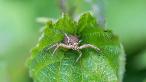 Close-up of a Spider Crawling on a Green Leaf Stock Photos