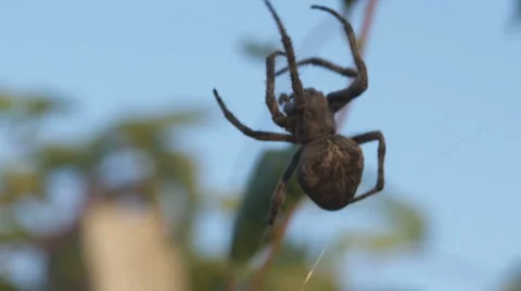 Close up of spider crawling on its invisible web Stock Footage 52320747