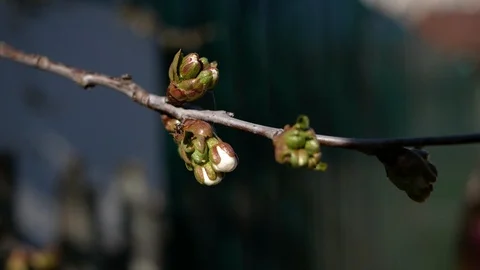 Close-up of a spider crawling on a tree branch in spring, the leaves bloom Stock Footage 127951839