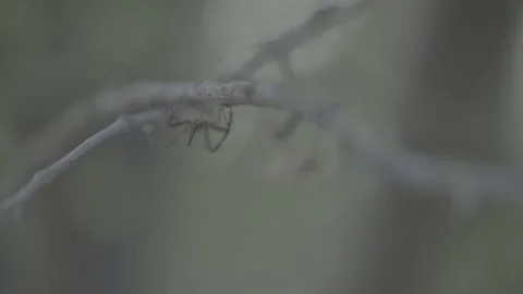 Close up of spider crawling on a tree branch Stockbeeldmateriaal 251838669