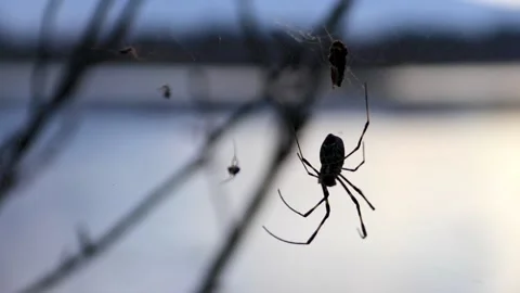 Close up spider crawling up the web Stock Footage 152975585