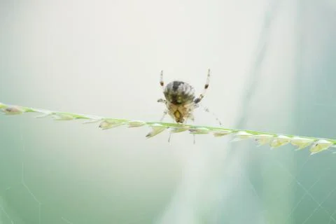 Close-up spider creating a spiderweb on soft green. Foto stock