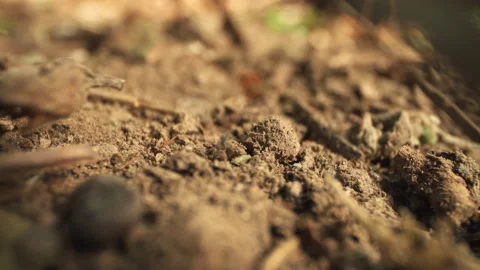 Close up of spider in dirt Stock Footage 165300729