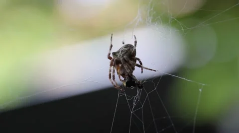 Close up of a spider eat Stock Footage 40652246