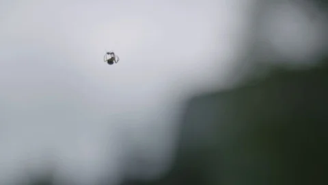 Close up of spider eating ant Stockbeeldmateriaal 89326708