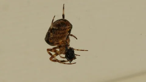 Close up of spider eating fly caught in web Video stock 138158516