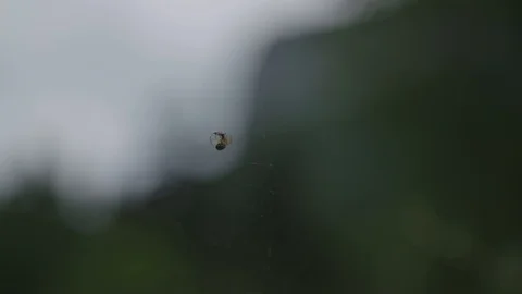 Close up of spider eating on his web Stock-Footage 89326591