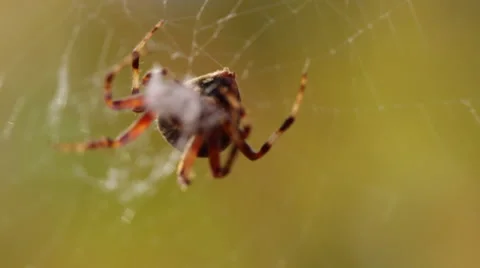 Close-up of Spider Eats Prey Stock Footage 55537708