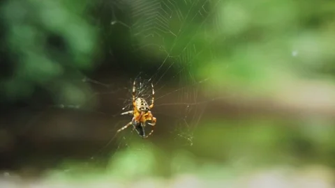 Close-up of spider feeding Stock Footage 117434540