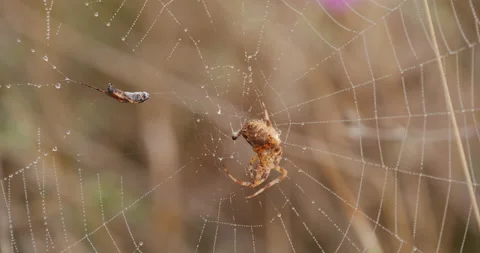 Close-up Spider in the field on a Spider's web Stock Footage 216652713