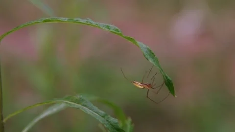Close-up on a spider fixing cobweb on a stem Video stock 77029817