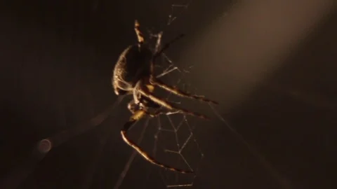 Close up of a spider Stock Footage 72542590