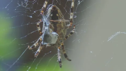 A close up of a spider Stock Footage 133779361