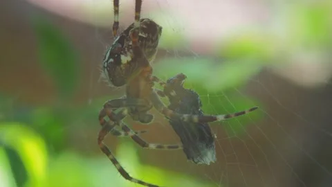 A close up of a spider Stock Footage 133779434