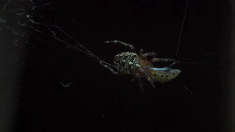 A close up of a spider Stock Footage 133779655