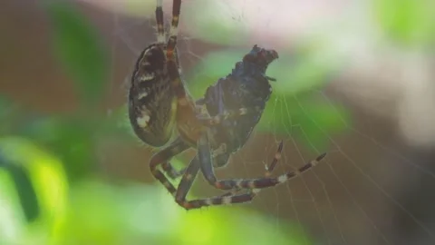 A close up of a spider Stock Footage 133779749