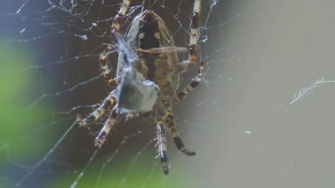 A close up of a spider Stock Footage 133779918