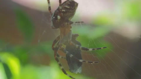 A close up of a spider Video stock 133780011