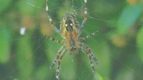 A close up of a spider Stock Footage 133780297