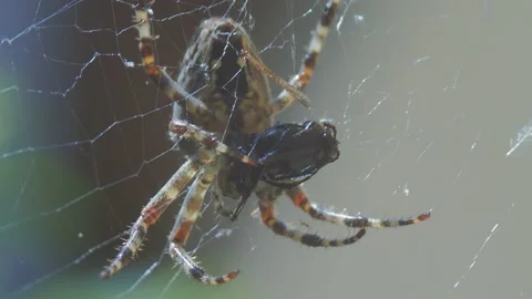 A close up of a spider Stock Footage 133780477