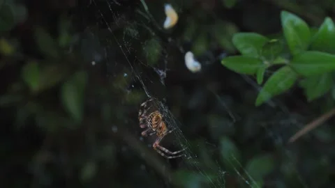 A close up of a spider Stock Footage 133780593