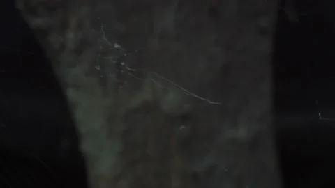 A close up of a spider Stock Footage 133780673