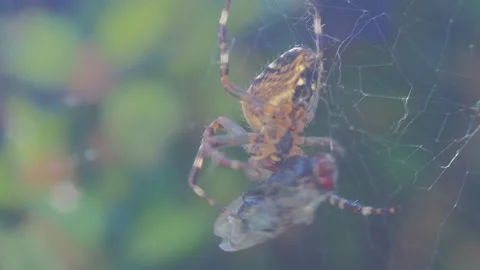 A close up of a spider Stock Footage 133780752