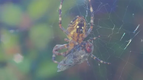 A close up of a spider Stock Footage 133780862