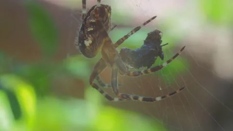 A close up of a spider Video stock 133780939