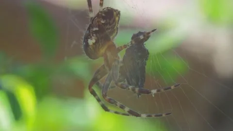 A close up of a spider Stock Footage 133781045