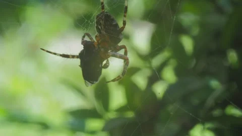A close up of a spider Stock Footage 133781087