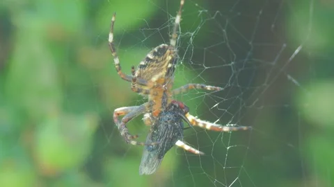 A close up of a spider Stock Footage 133781451