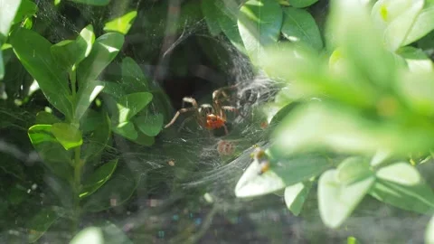 A close up of a spider Stock Footage 133781580